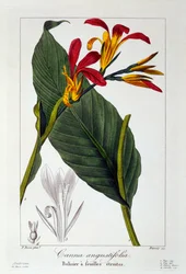 Canna eli intialainen ruiskukukka, 1836 (käsin väritetty kaiverrus).